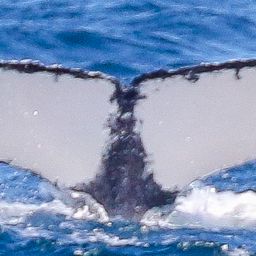 Fluke of HW-MN1107568