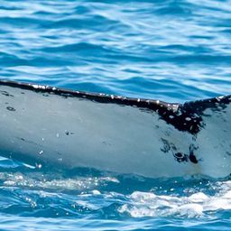 Fluke of HW-MN1107683