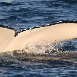 Fluke of HW-MN1107690