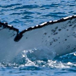Fluke of HW-MN1107692