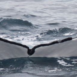 Fluke of HW-MN1107704