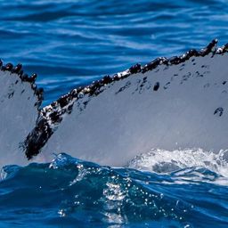 Fluke of HW-MN1107717