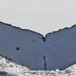 Fluke of HW-MN1107813