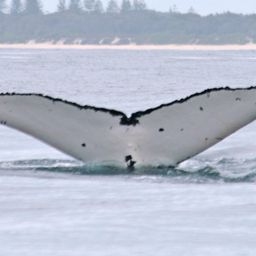 Fluke of ECWWC-BB08048