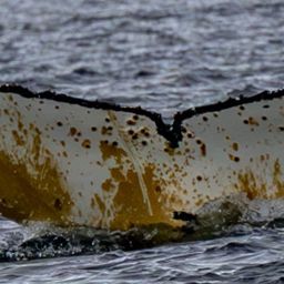 Fluke of HW-MN1305865