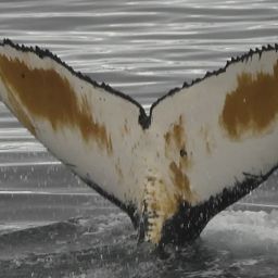 Fluke of HW-MN1305874
