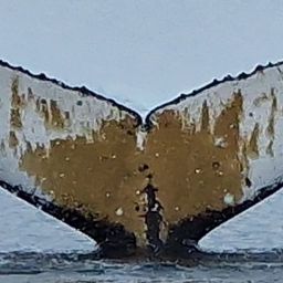 Fluke of HW-MN1305883
