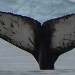 Fluke of HW-MN1305890