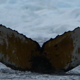Fluke of HW-MN1305893