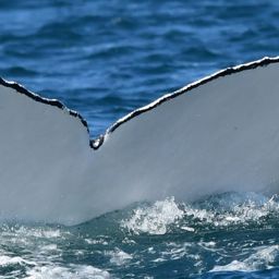 Fluke of ECWWC-BB09001