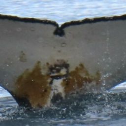 Fluke of HW-MN1305926