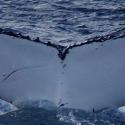 Fluke of ECWWC-BB13072