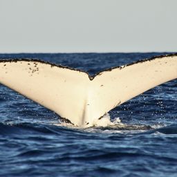 Fluke of ECWWC-BB13073