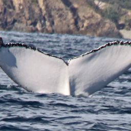Fluke of ECWWC-BB13069