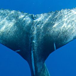 Fluke of 2007-2008 calf of Imposter