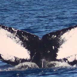 Fluke of HW-MN0103675