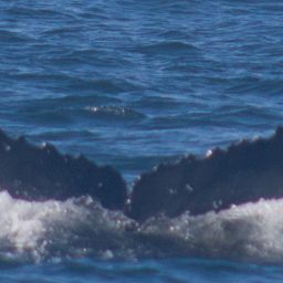 Fluke of CRC-22497