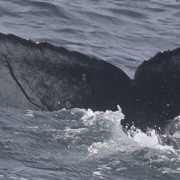 Fluke of CRC-22158