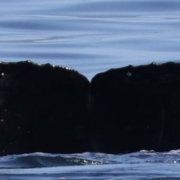 Fluke of CRC-22501