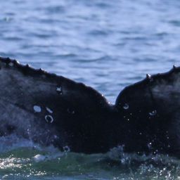 Fluke of CRC-22504