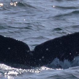 Fluke of CRC-22160