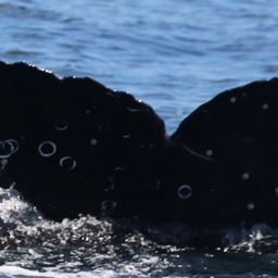 Fluke of CRC-22506
