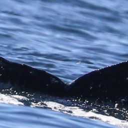 Fluke of CRC-22507