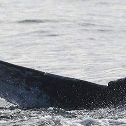 Fluke of CRC-22510