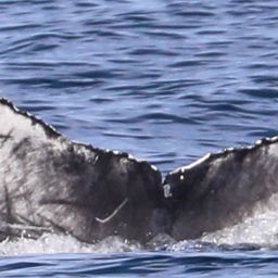 Fluke of CRC-22513