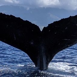 Fluke of HW-MN0444716