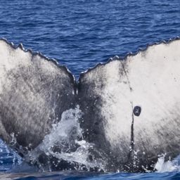 Fluke of HW-MN0444719