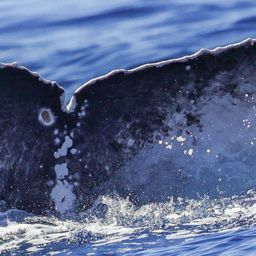 Fluke of SEAK-2774