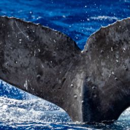 Fluke of HW-MN0444733