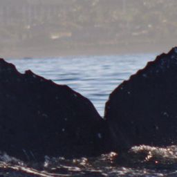 Fluke of CRC-22515