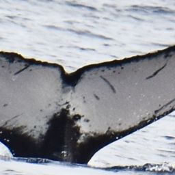 Fluke of HW-MN0444758