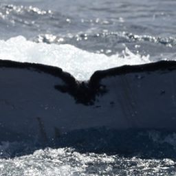 Fluke of HW-MN0444760