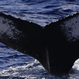Fluke of HW-MN0444762