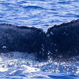 Fluke of 2022-2023 calf of Ditch Mermaid