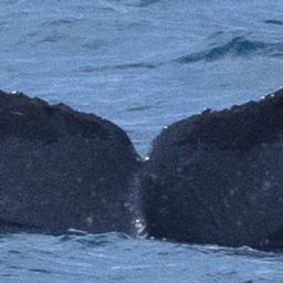 Fluke of HW-MN0444777