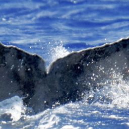 Fluke of HW-MN0444783
