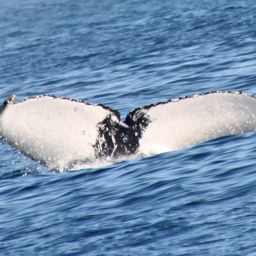 Fluke of ECWWC-BB13118