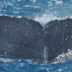 Fluke of HW-MN0444794