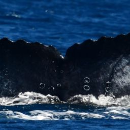 Fluke of CRC-22516