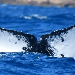 Fluke of HW-MN0523996