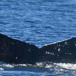 Fluke of HW-MN0524026