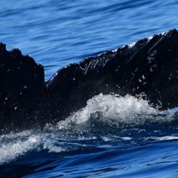 Fluke of HW-MN0524036
