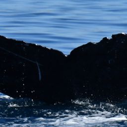 Fluke of HW-MN0524037
