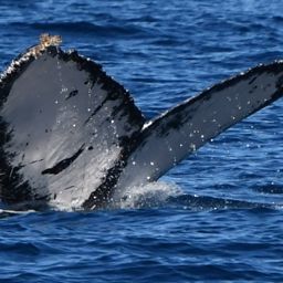 Fluke of HW-MN0524067