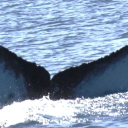 Fluke of CRC-22522