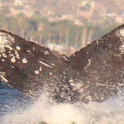 Fluke of HW-MN0524079